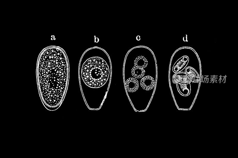 Coccidium oviforme